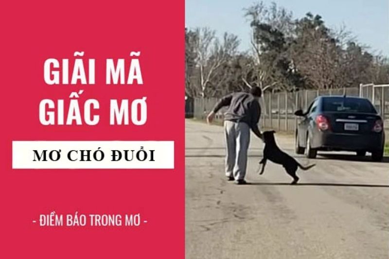 Giải mã giấc mơ bị chó đuổi – Điềm lành hay dữ?