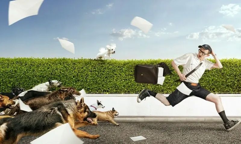 Bị chó đuổi đánh con gì? Tổng hợp các trường hợp cụ thể